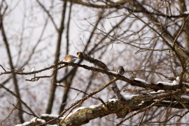 Bu sevimli küçük kuş ormandaki kahverengi bir dalda oturuyor. Bu kuşun güzel renkleri turuncu ve beyaz göbeğiyle göze çarpıyor. Kar çıplak bacaklarda oturur kışı gösterir.