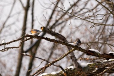 Bu sevimli küçük kuş ormandaki kahverengi bir dalda oturuyor. Bu kuşun güzel renkleri turuncu ve beyaz göbeğiyle göze çarpıyor. Kar çıplak bacaklarda oturur kışı gösterir.