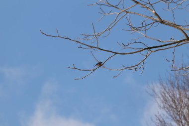 Bu güzel mavi kuş güvenlik için bu dala tünemişti. Beyaz benekli, küçük turuncu göbeği. Bu çıplak dal bu kristal berrak mavi gökyüzünde uzanıyor..