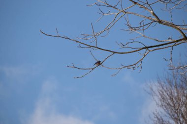 Bu güzel mavi kuş güvenlik için bu dala tünemişti. Beyaz benekli, küçük turuncu göbeği. Bu çıplak dal bu kristal berrak mavi gökyüzünde uzanıyor..