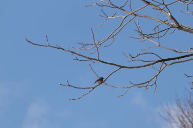 Bu güzel mavi kuş güvenlik için bu dala tünemişti. Beyaz benekli, küçük turuncu göbeği. Bu çıplak dal bu kristal berrak mavi gökyüzünde uzanıyor..