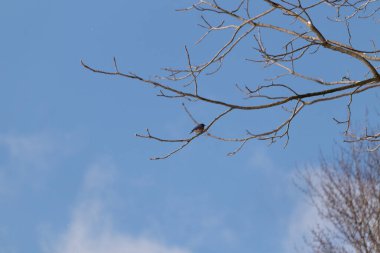 Bu güzel mavi kuş güvenlik için bu dala tünemişti. Beyaz benekli, küçük turuncu göbeği. Bu çıplak dal bu kristal berrak mavi gökyüzünde uzanıyor..