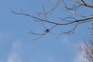 Bu güzel mavi kuş güvenlik için bu dala tünemişti. Beyaz benekli, küçük turuncu göbeği. Bu çıplak dal bu kristal berrak mavi gökyüzünde uzanıyor..