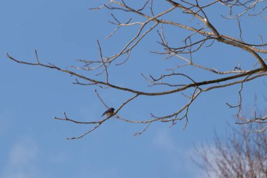 Bu güzel mavi kuş güvenlik için bu dala tünemişti. Beyaz benekli, küçük turuncu göbeği. Bu çıplak dal bu kristal berrak mavi gökyüzünde uzanıyor..