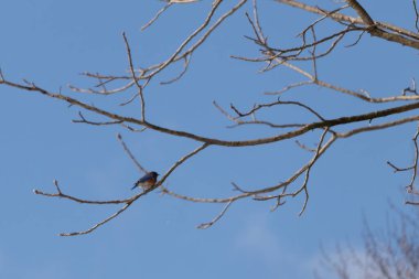 Bu güzel mavi kuş güvenlik için bu dala tünemişti. Beyaz benekli, küçük turuncu göbeği. Bu çıplak dal bu kristal berrak mavi gökyüzünde uzanıyor..