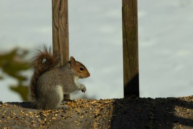 Sevimli küçük gri sincap yerde oturuyor ve etrafı kuş yemi kaynıyor. Onun sevimli küçük elleri yere doğru uzanıyordu. Küçük kemirgen kulakları dimdik ayakta ve kara gözleri çok geniş görünüyor..
