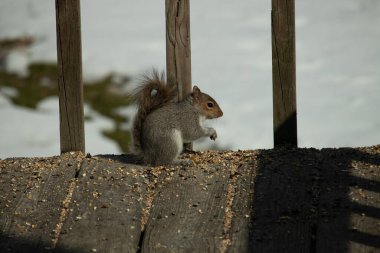 Sevimli küçük gri sincap yerde oturuyor ve etrafı kuş yemi kaynıyor. Onun sevimli küçük elleri yere doğru uzanıyordu. Küçük kemirgen kulakları dimdik ayakta ve kara gözleri çok geniş görünüyor..
