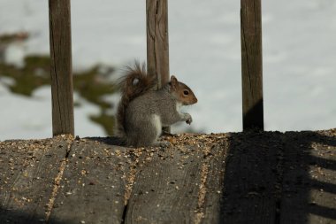 Sevimli küçük gri sincap yerde oturuyor ve etrafı kuş yemi kaynıyor. Onun sevimli küçük elleri yere doğru uzanıyordu. Küçük kemirgen kulakları dimdik ayakta ve kara gözleri çok geniş görünüyor..