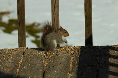 Sevimli küçük gri sincap yerde oturuyor ve etrafı kuş yemi kaynıyor. Onun sevimli küçük elleri yere doğru uzanıyordu. Küçük kemirgen kulakları dimdik ayakta ve kara gözleri çok geniş görünüyor..