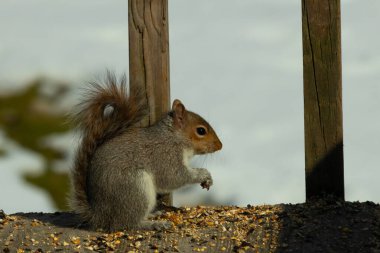 Sevimli küçük gri sincap yerde oturuyor ve etrafı kuş yemi kaynıyor. Onun sevimli küçük elleri yere doğru uzanıyordu. Küçük kemirgen kulakları dimdik ayakta ve kara gözleri çok geniş görünüyor..