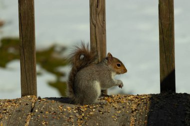 Sevimli küçük gri sincap yerde oturuyor ve etrafı kuş yemi kaynıyor. Onun sevimli küçük elleri yere doğru uzanıyordu. Küçük kemirgen kulakları dimdik ayakta ve kara gözleri çok geniş görünüyor..