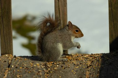 Sevimli küçük gri sincap yerde oturuyor ve etrafı kuş yemi kaynıyor. Onun sevimli küçük elleri yere doğru uzanıyordu. Küçük kemirgen kulakları dimdik ayakta ve kara gözleri çok geniş görünüyor..