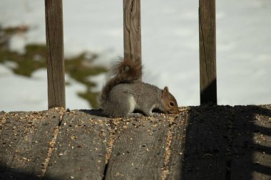 Bu şirin gri sincap güvertenin zemininde. Kemirgen kuş yemi ile çevrilidir. Kuyruğu vücudunun yakınına itiliyor. Ağzı yere itildi ve tüm yiyecekleri emdi..