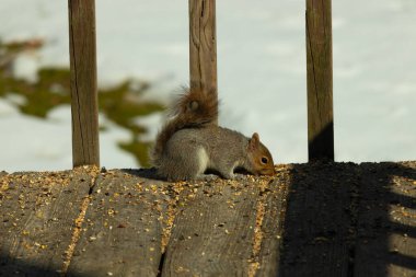 Bu şirin gri sincap güvertenin zemininde. Kemirgen kuş yemi ile çevrilidir. Kuyruğu vücudunun yakınına itiliyor. Ağzı yere itildi ve tüm yiyecekleri emdi..