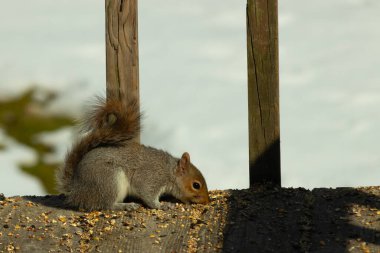 Bu şirin gri sincap güvertenin zemininde. Kemirgen kuş yemi ile çevrilidir. Kuyruğu vücudunun yakınına itiliyor. Ağzı yere itildi ve tüm yiyecekleri emdi..
