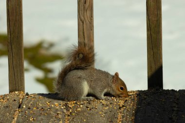 Bu şirin gri sincap güvertenin zemininde. Kemirgen kuş yemi ile çevrilidir. Kuyruğu vücudunun yakınına itiliyor. Ağzı yere itildi ve tüm yiyecekleri emdi..