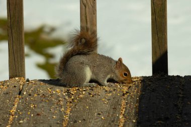 Bu şirin gri sincap güvertenin zemininde. Kemirgen kuş yemi ile çevrilidir. Kuyruğu vücudunun yakınına itiliyor. Ağzı yere itildi ve tüm yiyecekleri emdi..
