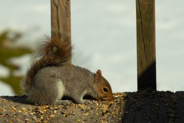 Bu şirin gri sincap güvertenin zemininde. Kemirgen kuş yemi ile çevrilidir. Kuyruğu vücudunun yakınına itiliyor. Ağzı yere itildi ve tüm yiyecekleri emdi..