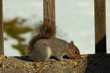 Bu şirin gri sincap güvertenin zemininde. Kemirgen kuş yemi ile çevrilidir. Kuyruğu vücudunun yakınına itiliyor. Ağzı yere itildi ve tüm yiyecekleri emdi..