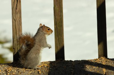 Bu şirin küçük sincap tehlike ararken ayağa kalkıyor. Kıllı kuyruğu vücuduna yapıştı. Onun küçük elleri aşağıya doğru poz verdi. Kemirgen kulakları dik duruyor. Arka planda kar var.