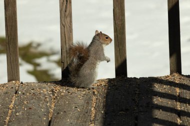 Bu şirin küçük sincap tehlike ararken ayağa kalkıyor. Kıllı kuyruğu vücuduna yapıştı. Onun küçük elleri aşağıya doğru poz verdi. Kemirgen kulakları dik duruyor. Arka planda kar var.