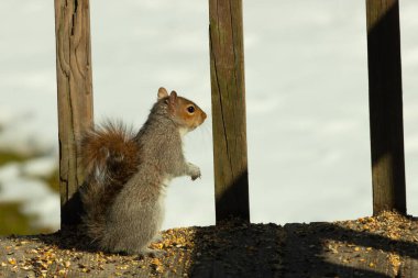 Bu şirin küçük sincap tehlike ararken ayağa kalkıyor. Kıllı kuyruğu vücuduna yapıştı. Onun küçük elleri aşağıya doğru poz verdi. Kemirgen kulakları dik duruyor. Arka planda kar var.