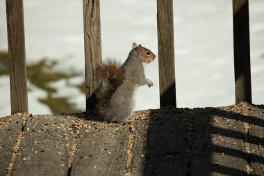 Bu şirin küçük sincap tehlike ararken ayağa kalkıyor. Kıllı kuyruğu vücuduna yapıştı. Onun küçük elleri aşağıya doğru poz verdi. Kemirgen kulakları dik duruyor. Arka planda kar var.