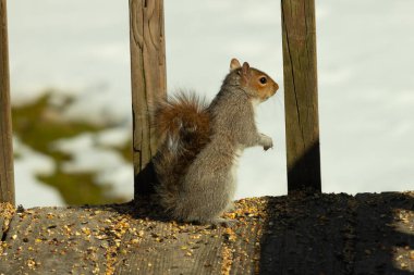 Bu şirin küçük sincap tehlike ararken ayağa kalkıyor. Kıllı kuyruğu vücuduna yapıştı. Onun küçük elleri aşağıya doğru poz verdi. Kemirgen kulakları dik duruyor. Arka planda kar var.