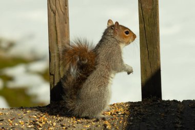 Bu şirin küçük sincap tehlike ararken ayağa kalkıyor. Kıllı kuyruğu vücuduna yapıştı. Onun küçük elleri aşağıya doğru poz verdi. Kemirgen kulakları dik duruyor. Arka planda kar var.