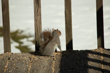 Şirin küçük gri sincap bakıyor. Onun kötü tarafına bastırılmış büyük, yoğun kuyruğunu seviyorum. Küçük kemirgen kulakları dik duruyordu. Onun büyük siyah gözleri öylesine açık ki. Arka planda kar var.