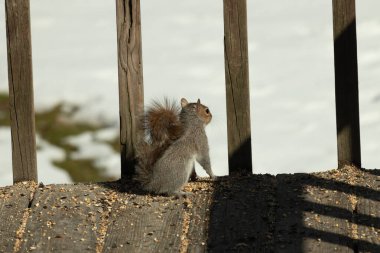 Şirin küçük gri sincap bakıyor. Onun kötü tarafına bastırılmış büyük, yoğun kuyruğunu seviyorum. Küçük kemirgen kulakları dik duruyordu. Onun büyük siyah gözleri öylesine açık ki. Arka planda kar var.