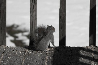 Şirin küçük gri sincap bakıyor. Onun kötü tarafına bastırılmış büyük, yoğun kuyruğunu seviyorum. Küçük kemirgen kulakları dik duruyordu. Onun büyük siyah gözleri öylesine açık ki. Arka planda kar var.