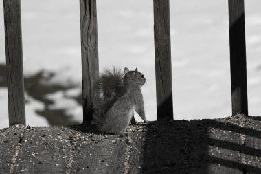 Şirin küçük gri sincap bakıyor. Onun kötü tarafına bastırılmış büyük, yoğun kuyruğunu seviyorum. Küçük kemirgen kulakları dik duruyordu. Onun büyük siyah gözleri öylesine açık ki. Arka planda kar var.