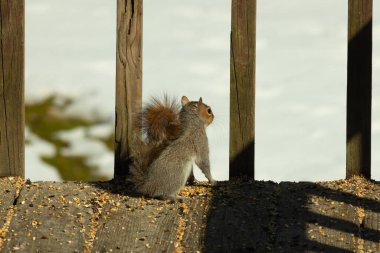 Şirin küçük gri sincap bakıyor. Onun kötü tarafına bastırılmış büyük, yoğun kuyruğunu seviyorum. Küçük kemirgen kulakları dik duruyordu. Onun büyük siyah gözleri öylesine açık ki. Arka planda kar var.