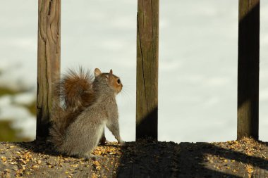 Şirin küçük gri sincap bakıyor. Onun kötü tarafına bastırılmış büyük, yoğun kuyruğunu seviyorum. Küçük kemirgen kulakları dik duruyordu. Onun büyük siyah gözleri öylesine açık ki. Arka planda kar var.