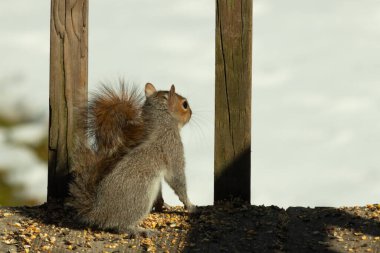 Şirin küçük gri sincap bakıyor. Onun kötü tarafına bastırılmış büyük, yoğun kuyruğunu seviyorum. Küçük kemirgen kulakları dik duruyordu. Onun büyük siyah gözleri öylesine açık ki. Arka planda kar var.