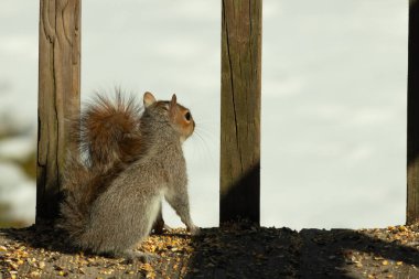 Şirin küçük gri sincap bakıyor. Onun kötü tarafına bastırılmış büyük, yoğun kuyruğunu seviyorum. Küçük kemirgen kulakları dik duruyordu. Onun büyük siyah gözleri öylesine açık ki. Arka planda kar var.