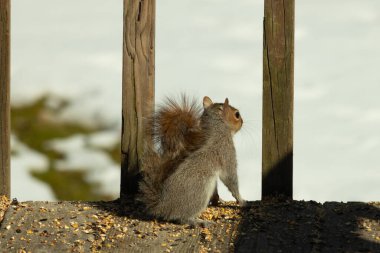 Şirin küçük gri sincap bakıyor. Onun kötü tarafına bastırılmış büyük, yoğun kuyruğunu seviyorum. Küçük kemirgen kulakları dik duruyordu. Onun büyük siyah gözleri öylesine açık ki. Arka planda kar var.