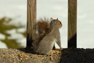Şirin küçük gri sincap bakıyor. Onun kötü tarafına bastırılmış büyük, yoğun kuyruğunu seviyorum. Küçük kemirgen kulakları dik duruyordu. Onun büyük siyah gözleri öylesine açık ki. Arka planda kar var.