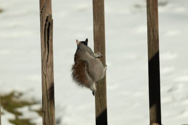Bu sevimli küçük gri sincap güvertenin ahşap tahtasına tutunuyordu. Onun tüylü hikayesi küçük kemirgen kulaklarıyla vücuduna doğru kıvrıldı. Arka planda kar görülebilir.