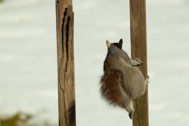 Bu sevimli küçük gri sincap güvertenin ahşap tahtasına tutunuyordu. Onun tüylü hikayesi küçük kemirgen kulaklarıyla vücuduna doğru kıvrıldı. Arka planda kar görülebilir.
