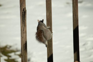 Bu sevimli küçük gri sincap güvertenin ahşap tahtasına tutunuyordu. Onun tüylü hikayesi küçük kemirgen kulaklarıyla vücuduna doğru kıvrıldı. Arka planda kar görülebilir.