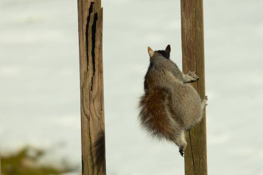 Bu sevimli küçük gri sincap güvertenin ahşap tahtasına tutunuyordu. Onun tüylü hikayesi küçük kemirgen kulaklarıyla vücuduna doğru kıvrıldı. Arka planda kar görülebilir.