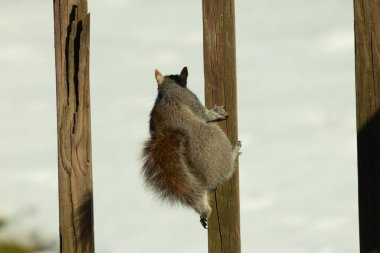 Bu sevimli küçük gri sincap güvertenin ahşap tahtasına tutunuyordu. Onun tüylü hikayesi küçük kemirgen kulaklarıyla vücuduna doğru kıvrıldı. Arka planda kar görülebilir.