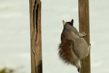Bu sevimli küçük gri sincap güvertenin ahşap tahtasına tutunuyordu. Onun tüylü hikayesi küçük kemirgen kulaklarıyla vücuduna doğru kıvrıldı. Arka planda kar görülebilir.