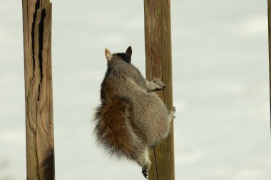 Bu sevimli küçük gri sincap güvertenin ahşap tahtasına tutunuyordu. Onun tüylü hikayesi küçük kemirgen kulaklarıyla vücuduna doğru kıvrıldı. Arka planda kar görülebilir.