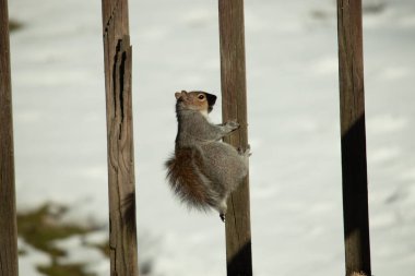 Bu sevimli küçük gri sincap güvertenin ahşap tahtasına tutunuyordu. Onun tüylü hikayesi küçük kemirgen kulaklarıyla vücuduna doğru kıvrıldı. Arka planda kar görülebilir.