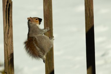 Bu sevimli küçük gri sincap güvertenin ahşap tahtasına tutunuyordu. Onun tüylü hikayesi küçük kemirgen kulaklarıyla vücuduna doğru kıvrıldı. Arka planda kar görülebilir.
