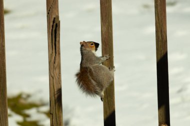 Bu sevimli küçük gri sincap güvertenin ahşap tahtasına tutunuyordu. Onun tüylü hikayesi küçük kemirgen kulaklarıyla vücuduna doğru kıvrıldı. Arka planda kar görülebilir.