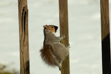 Bu sevimli küçük gri sincap güvertenin ahşap tahtasına tutunuyordu. Onun tüylü hikayesi küçük kemirgen kulaklarıyla vücuduna doğru kıvrıldı. Arka planda kar görülebilir.